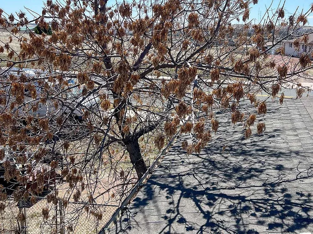 Why You Need to Maintain Your Gutters